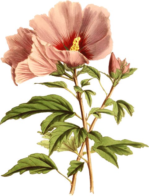 Floral Plant Illustration
